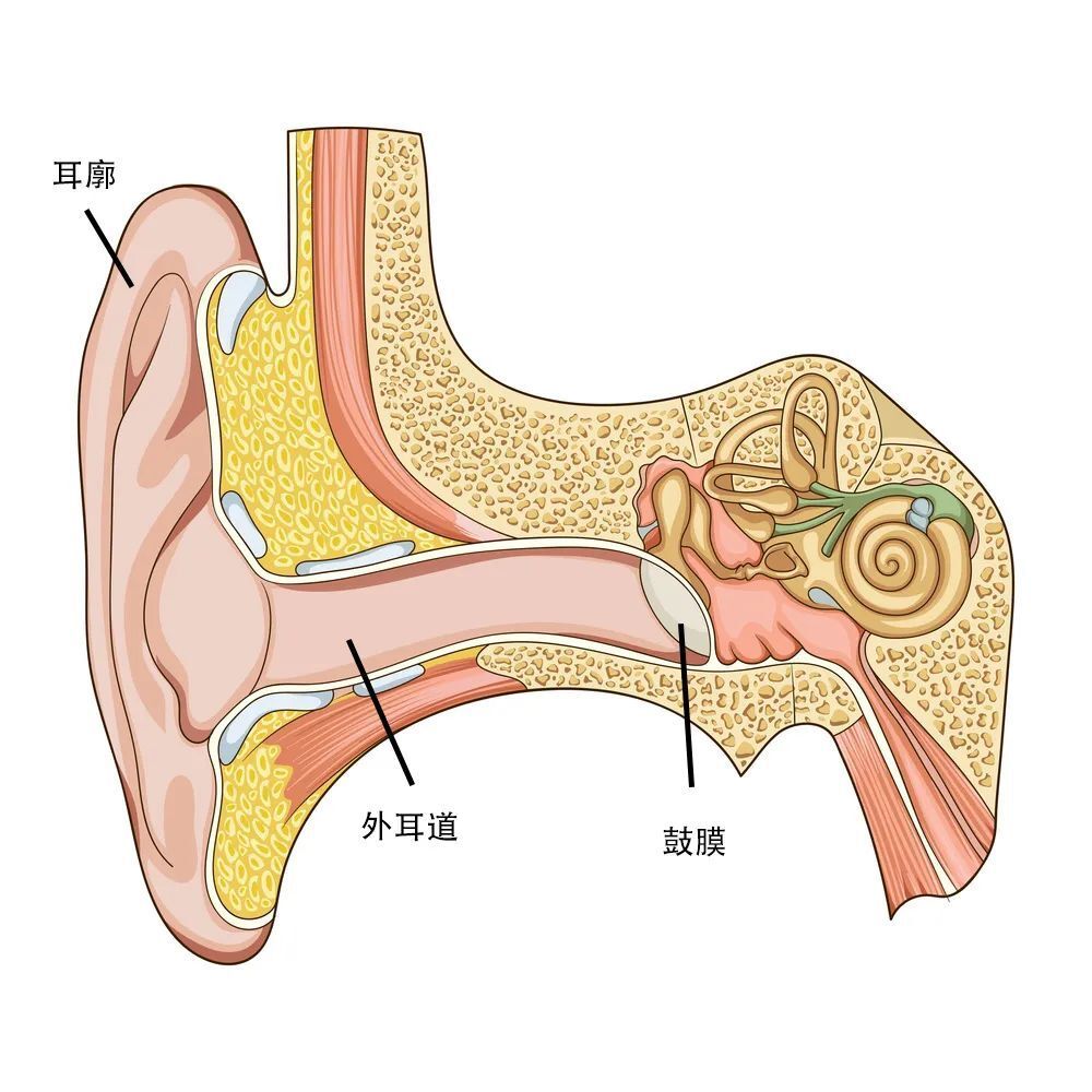 耵聍腺 腾讯网