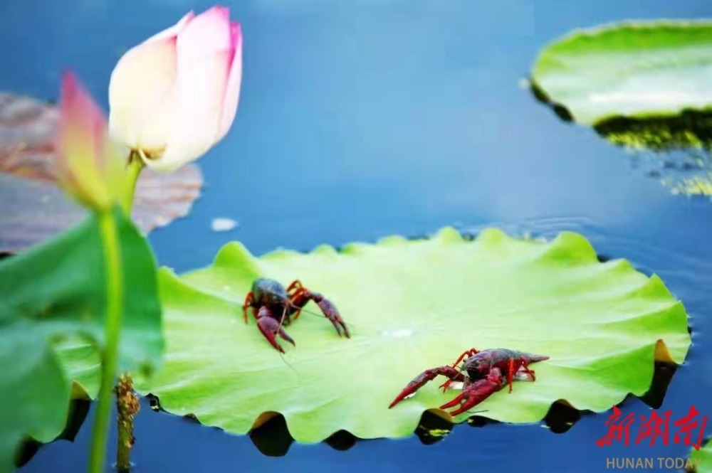 致富经小龙虾_致富经小龙虾_致富经小龙虾