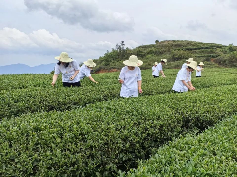 【遇见春茶】深圳安溪茶企联姻 共谋茶旅融合发展