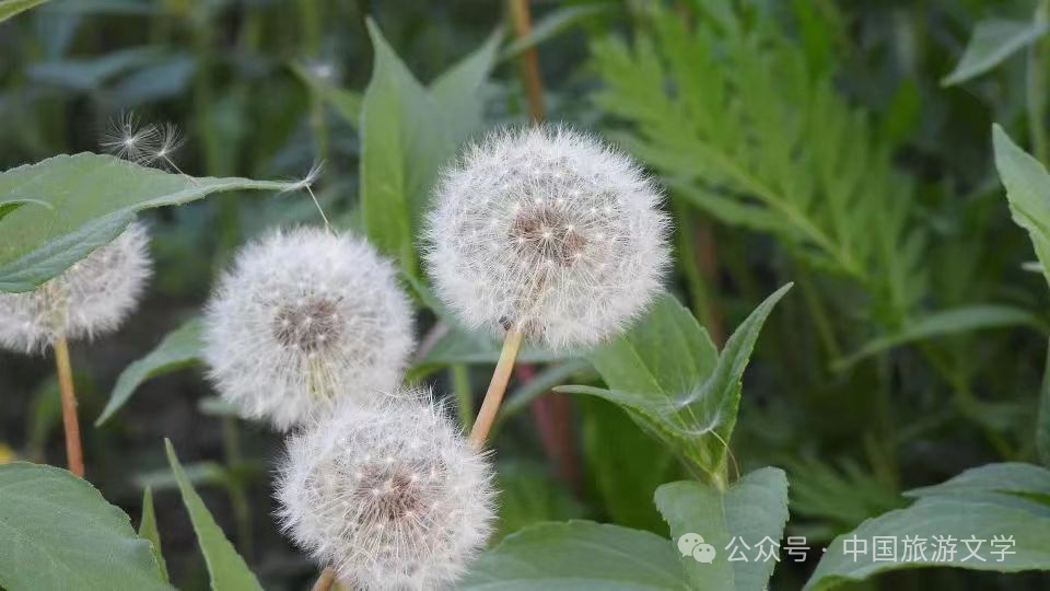 行走丨春来满蹊野菜香