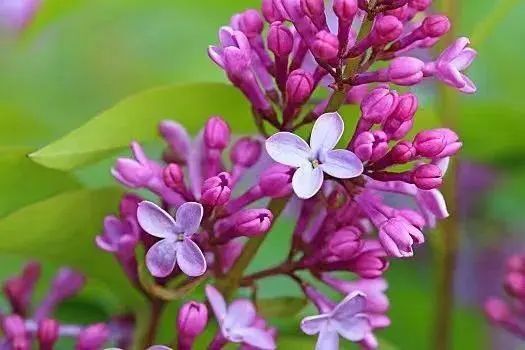 八首丁香花诗歌,香气浓郁,花色优美,形似千千结