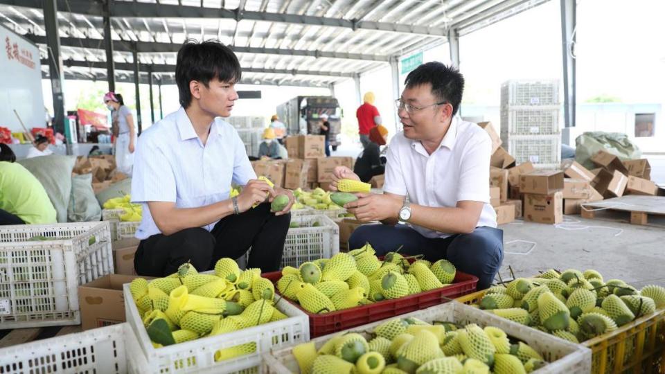 邮政绿赋能,三亚芒果甜蜜热销