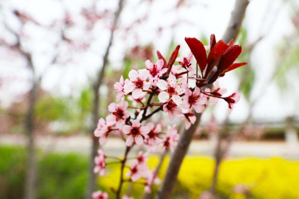 中华太阳李花开枝头丁香丁香温柔淑静且适应性强管理比较粗放平时