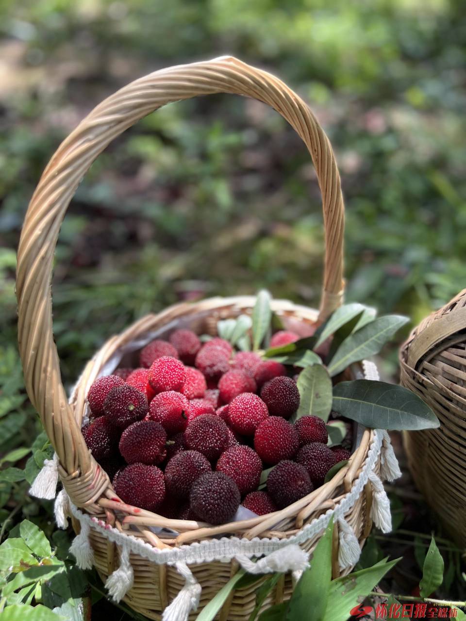 怀化印记 | 杨梅很甜,传说很美