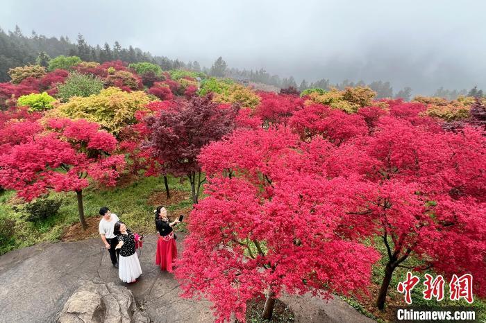 重庆五洲园首届锦秀枫观赏季启幕春夏秋皆可观赏