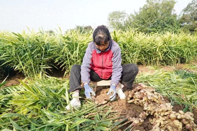 [南方生姜网-图片加载]