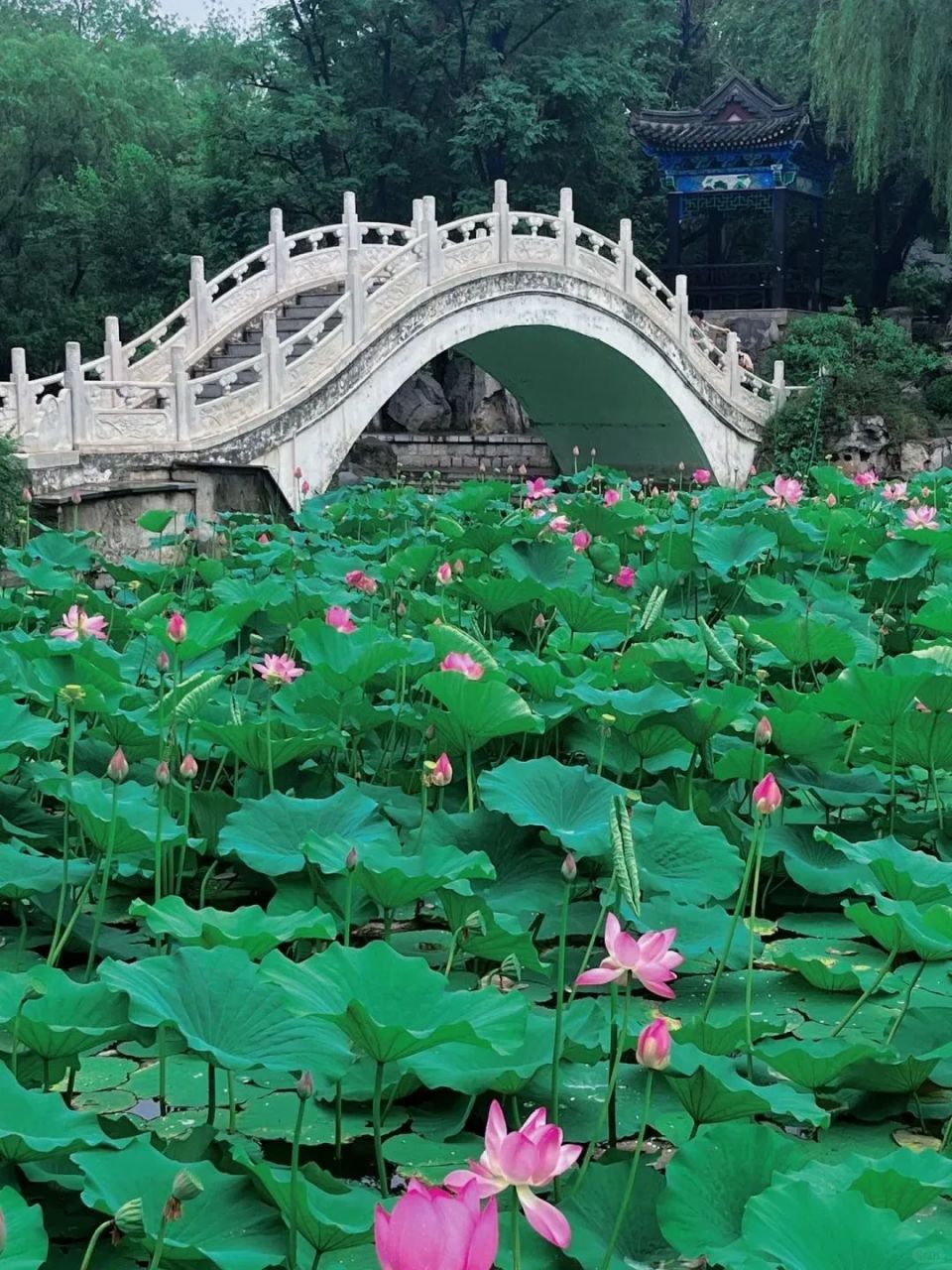 最美荷塘图片大全图片