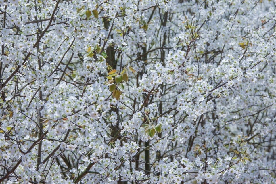 会泽:千树万树梨花开 如云似雪相竞妍