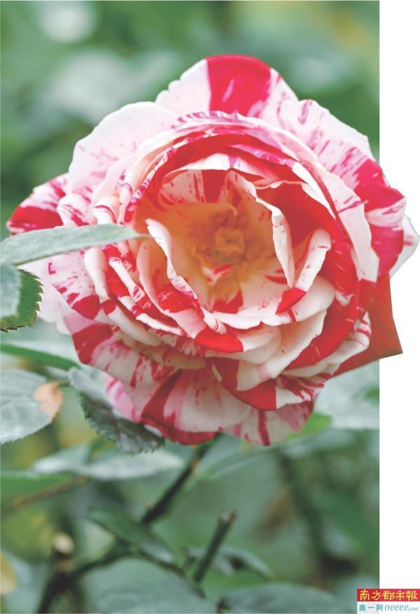 三月天 赏月季_腾讯新闻