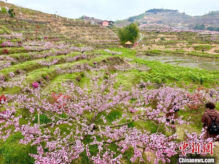 第三届宁德市古田县际面村桃花节暨润泽