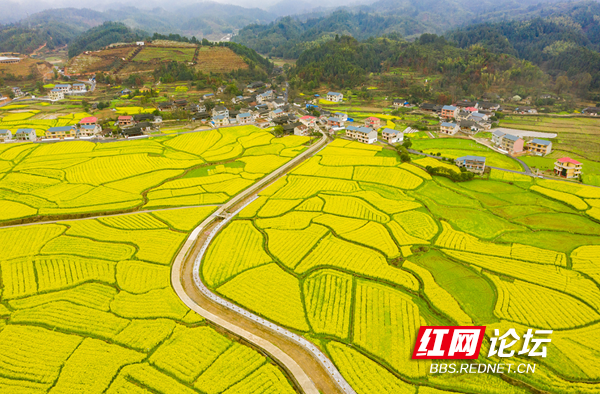 超治愈画面航拍英雄故里会同县堡子镇满目金黄春意浓