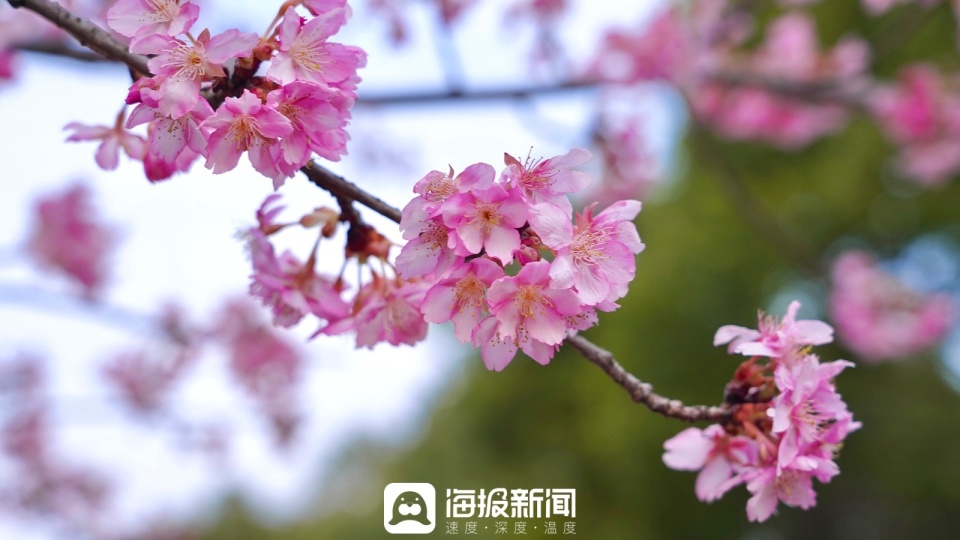 樱花开了上海顾村公园第一波早樱盛开点亮春天的气息