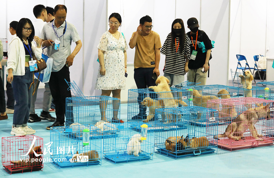 浙江义乌:国际宠物展开幕