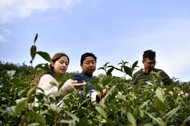 《名城视窗》 且将新火试新茶
