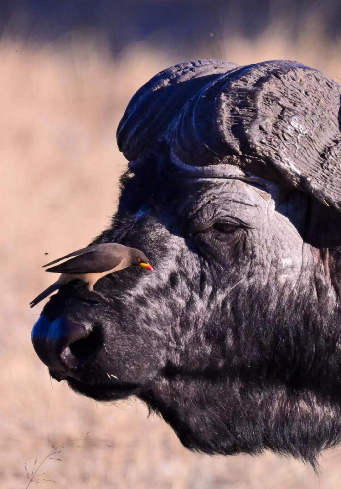 【独家呈现】探秘非洲四国,感受野性的呼唤