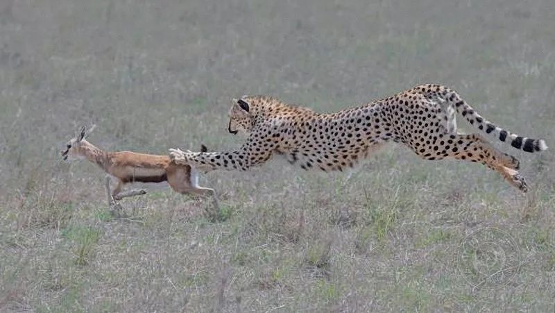 豹 豹子 壁纸 动物 桌面 800_451