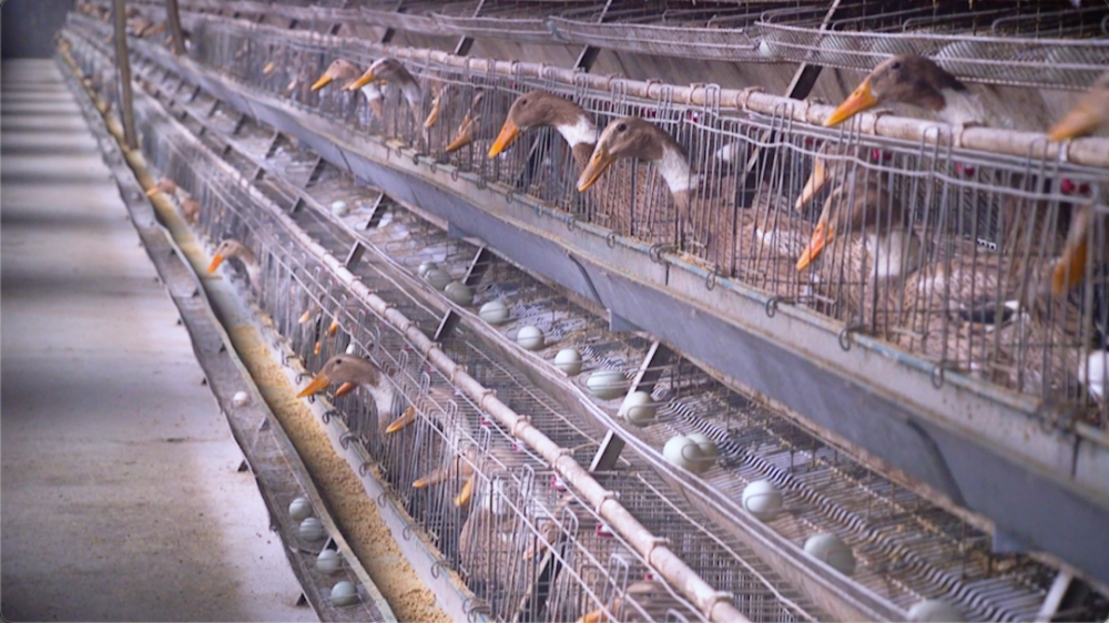 赶鸭子上架成真浙江科学家颠覆传统养鸭模式10年育种终破解难题