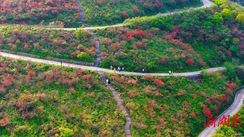 漫山红遍迎客来_腾讯新闻