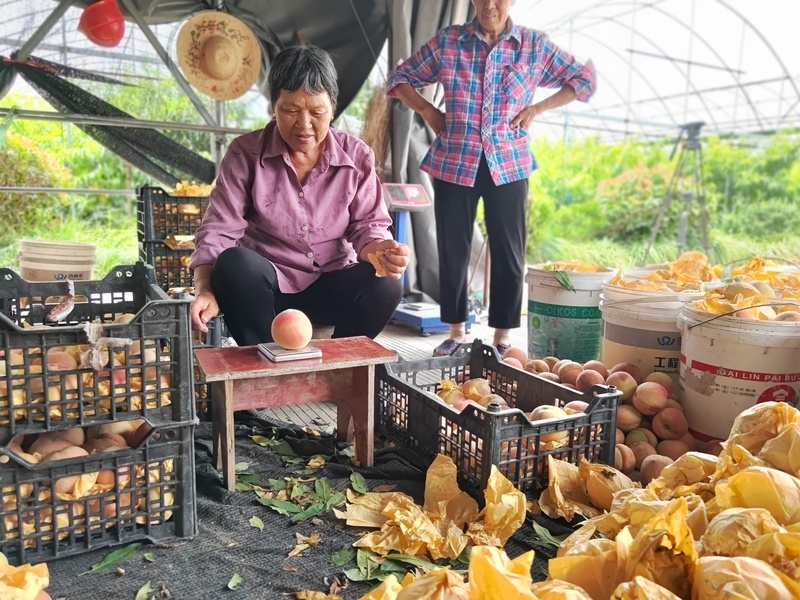 新加坡想念上海水果,南汇水蜜桃重启出口,果园主:刚采摘就登机,任性有
