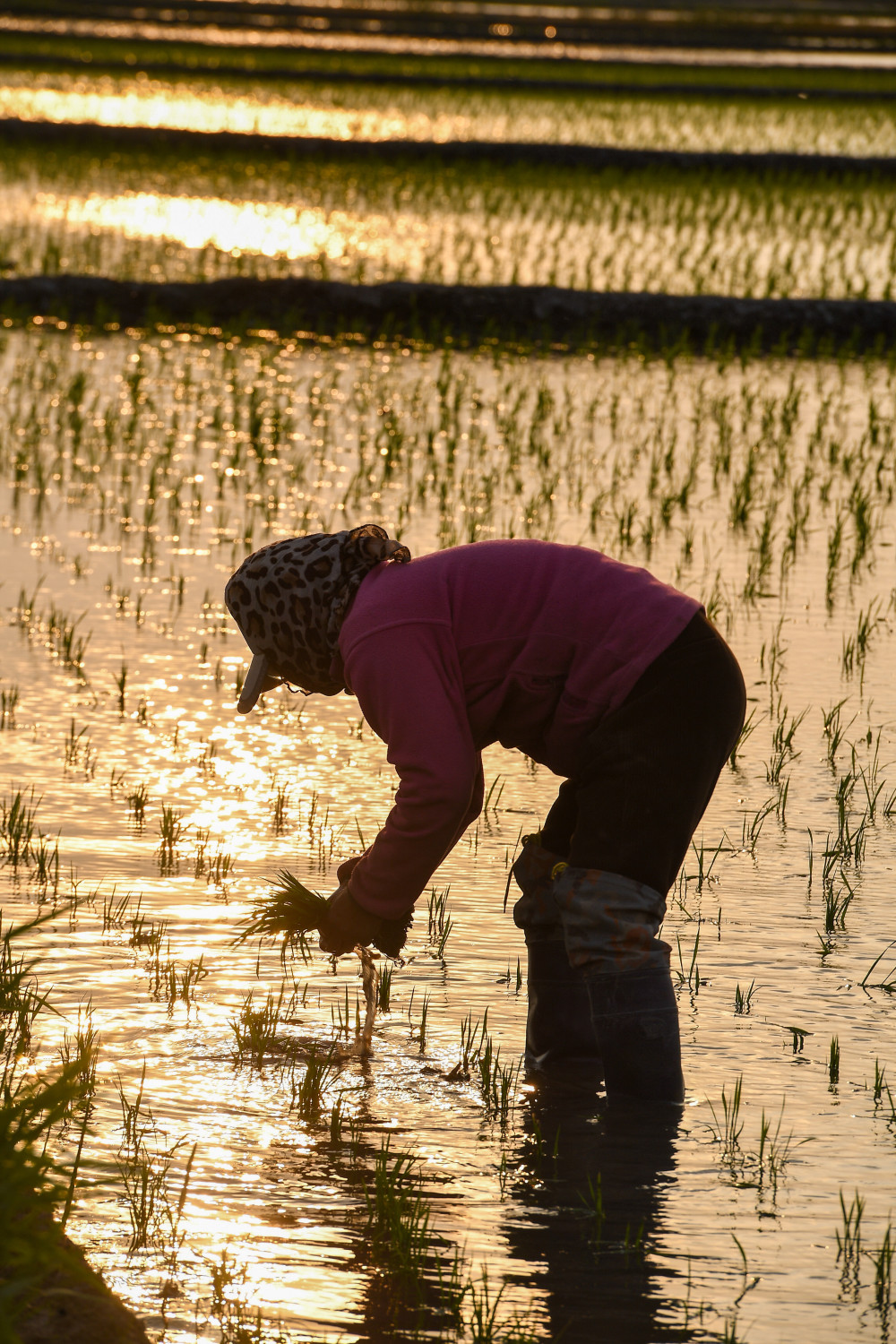 吉林:"世界黄金水稻带"上插秧忙