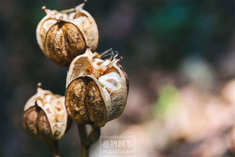 荞麦叶大百合,最不怕热的野花之一
