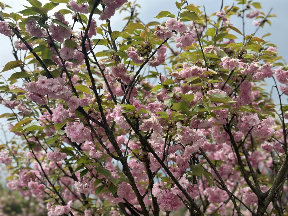 沙湾樱花基地图片