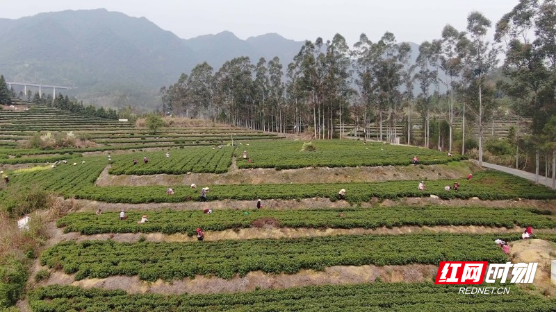 汝城县暖水镇春茶采摘季满园茶飘香