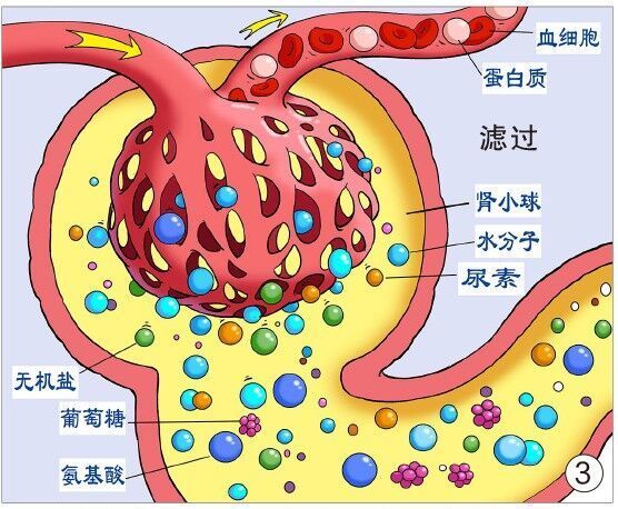 肾小球就开始进行"粗处理",将血细胞和蛋白质等大分子物质筛出来留下