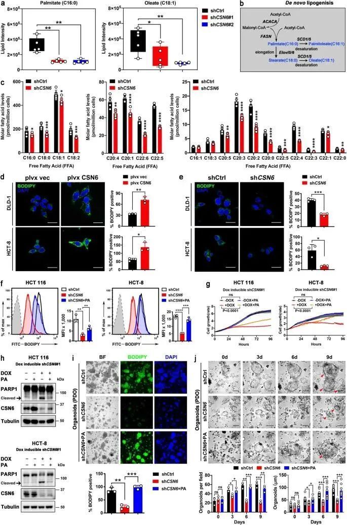 流式细胞术研究还表明,与对照组相比,csn6 kd降低了bodipy染色