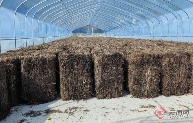 等优势,培育壮大一批知南板蓝,懂南板蓝,爱南板蓝的南板蓝根种植大户