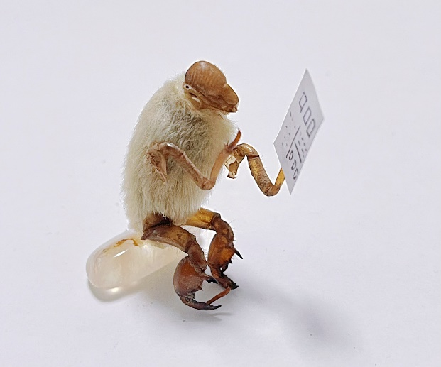 人文药学丨传统非遗里的中草药——毛猴_腾讯新闻