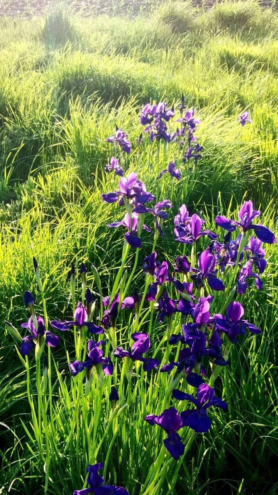 【行摄阿荣】暮色鸢尾