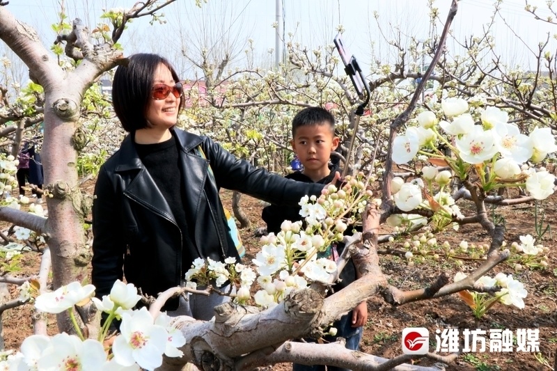 到潍坊安丘,赴一场梨花盛会_腾讯新闻