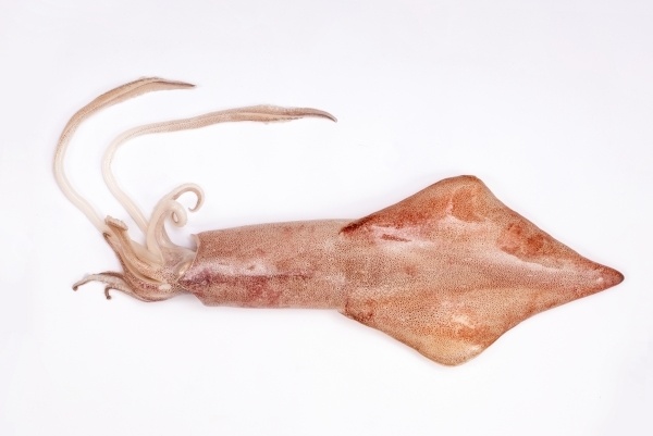 夏季鱿鱼怎么选吃得安心?食品专家来支招