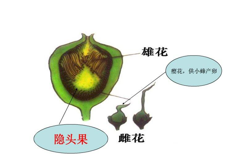 花和果实的关系图图片