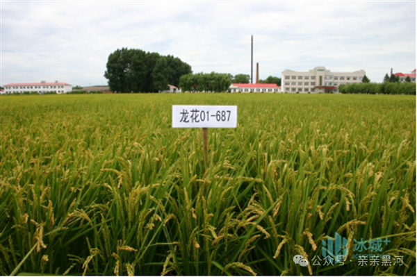以龙粳31为核心技术的"寒地早粳稻优质高产多抗龙粳新品种选育及应用"