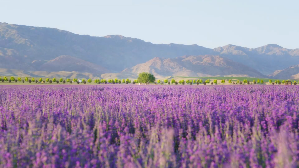 新疆伊犁薰衣草进入盛花期