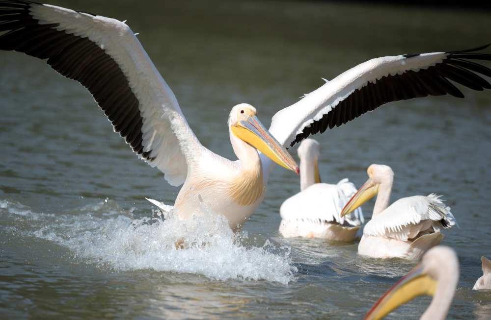 自由飞翔 温暖栖息:非洲鹈鹕安家大湾区_腾讯新闻