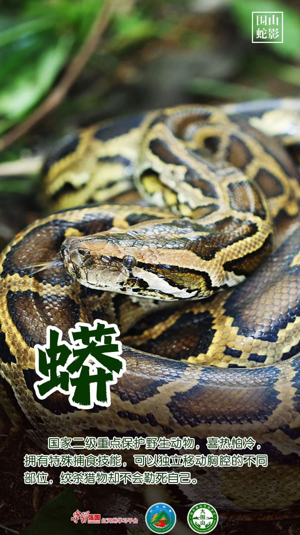 秘境红河 | 围山蛇影——揭秘云南大围山里的蛇类密码