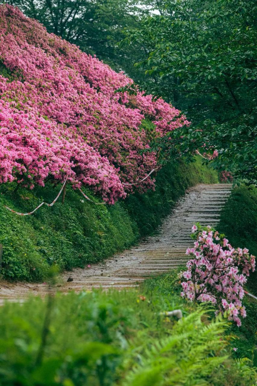 杜鹃花照片大全大图图片