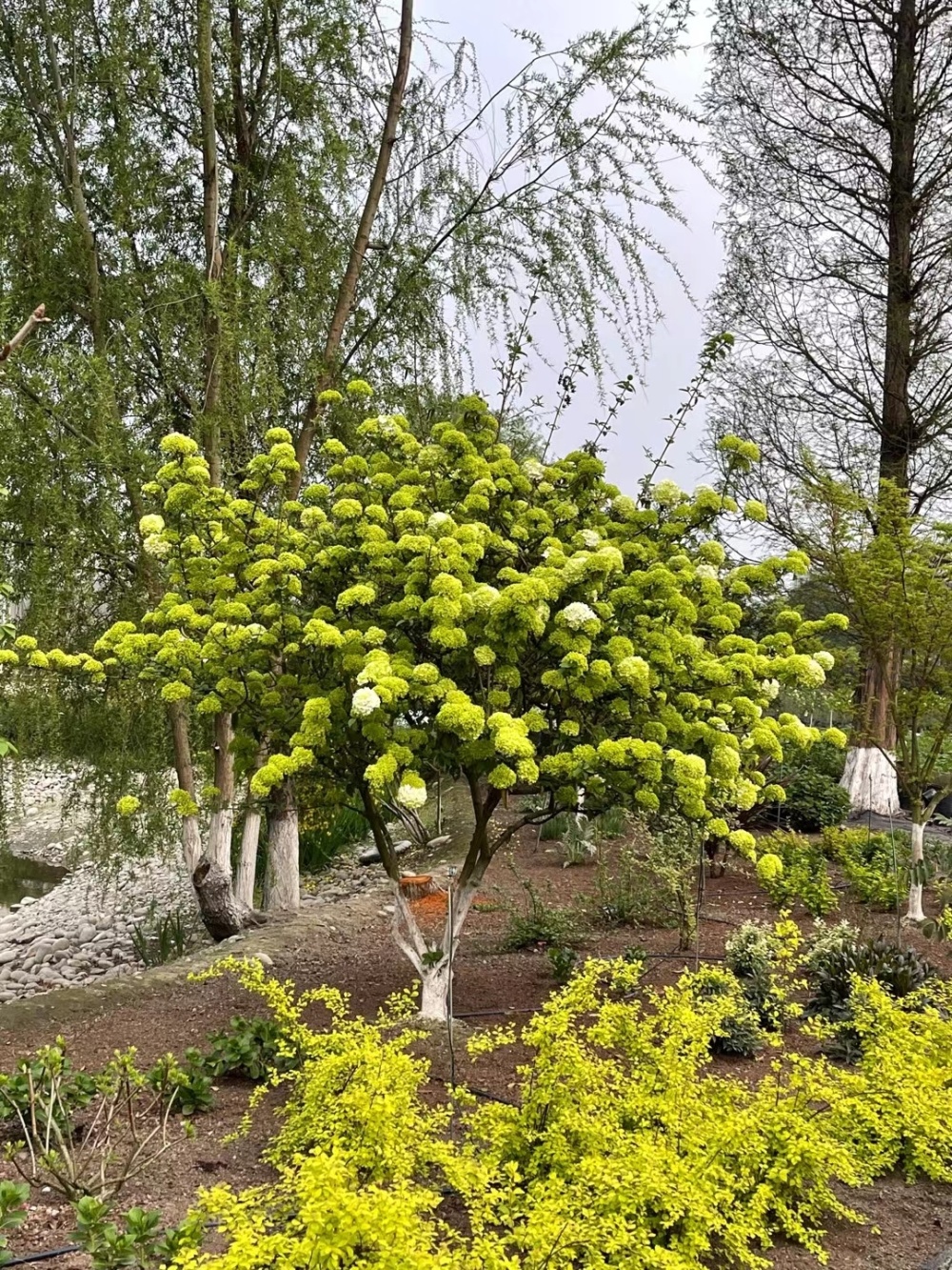 青岛平度:景观植物园生机生趣引生金