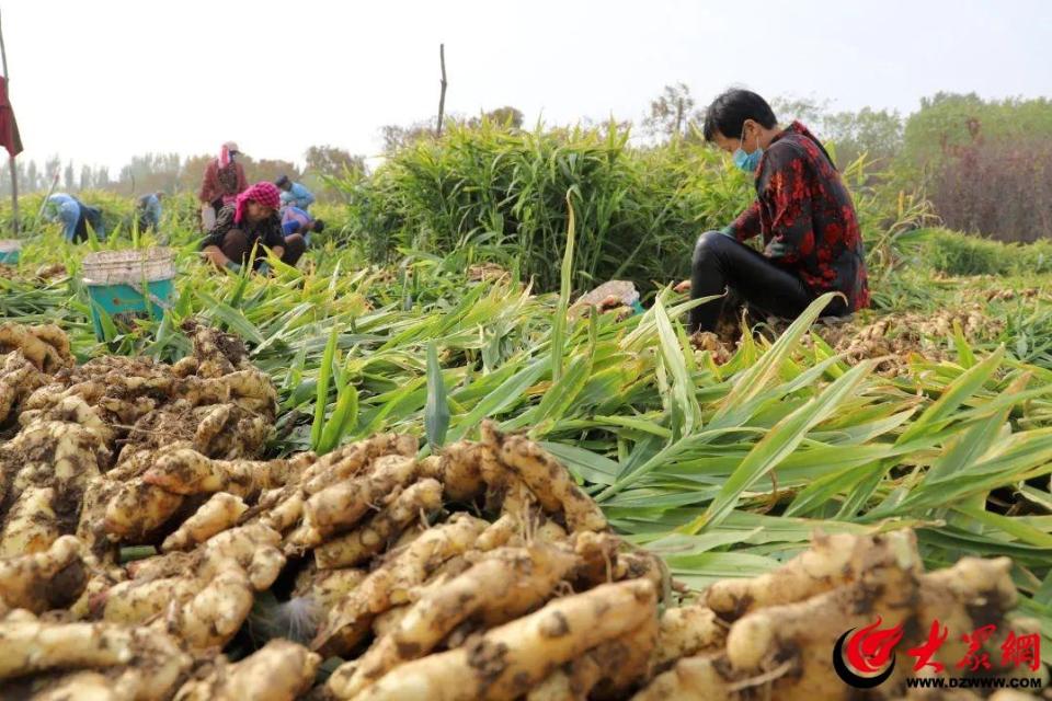 [南方生姜网-图片加载]