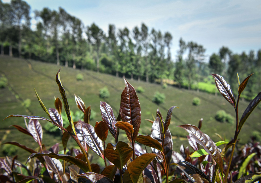 肯尼亚的紫茶