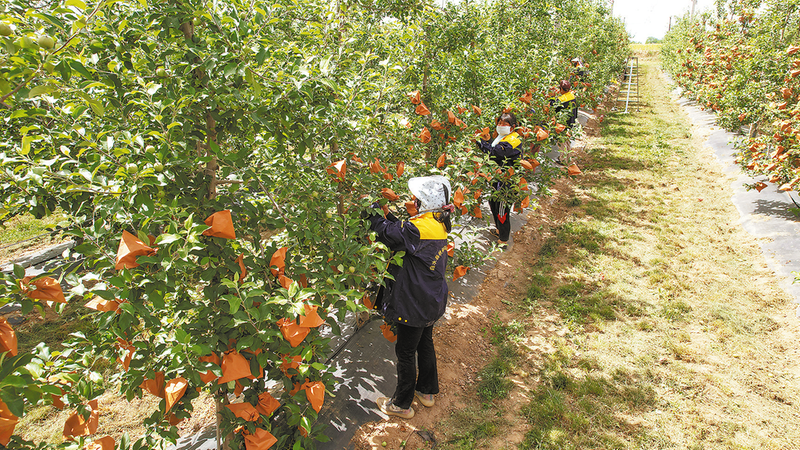 果农套袋忙