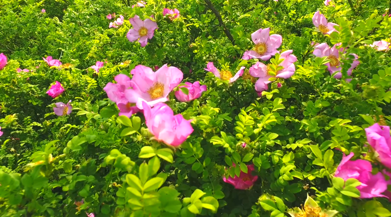 盘州：61万亩刺梨花开成景_腾讯新闻