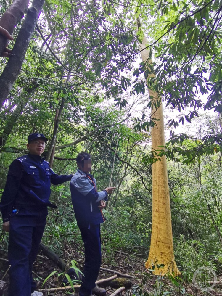 犯罪嫌疑人指认被盗剥树木现场据介绍,今年4月以来,重庆市黔江区公安