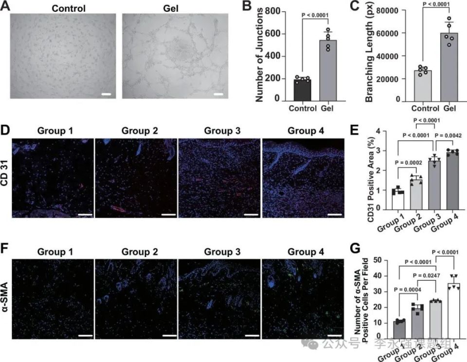 水凝胶伤口敷料怎么用《自然·通讯》微环境反馈调节水凝胶作为活性伤口愈合材料！_https://www.jmylbn.com_新闻资讯_第6张