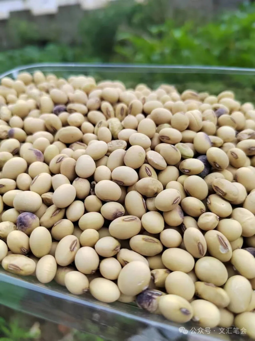 一粒黄豆过个岭 | 阮文生