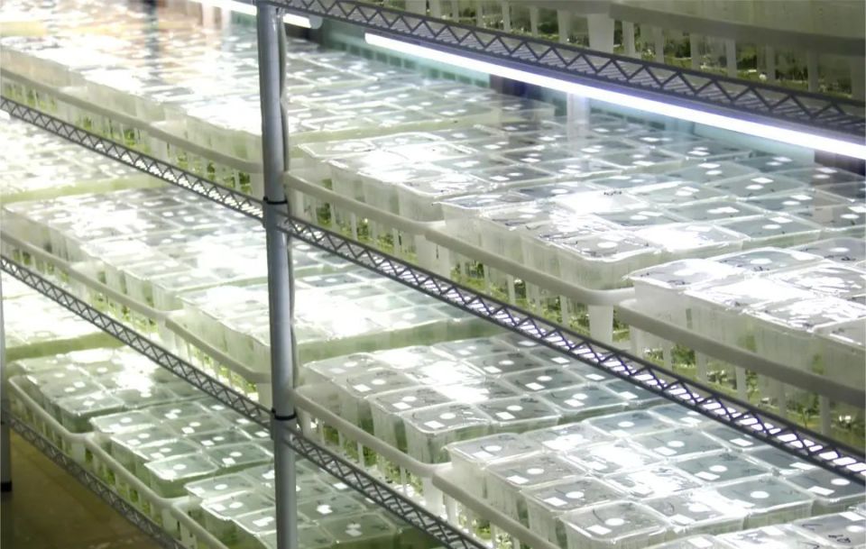 其中最畅销的是沃土5号,冀张薯12号,陇薯15号,陇薯22号等几个品种