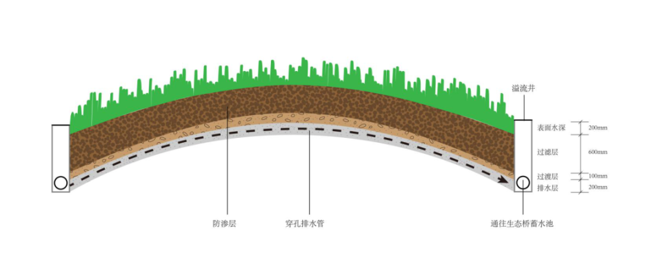 一座生態廊橋連起山林,還連起深圳少年的